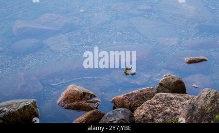 Ruhiger Jordan Pond mit Frosch am Rocky Shore mit Copy-Space Stockfoto