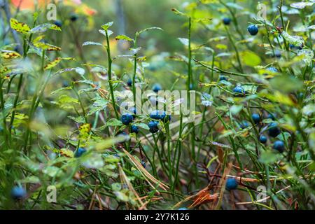 Nahaufnahme von wilden Heidelbeeren, die im Wald wachsen, üppiges grünes Laub, natürliche Nahrungsquelle, Bio-Beeren, Naturhintergrund Stockfoto