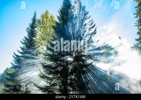 Dramatische Sonnenstrahlen filtern durch hohe Waldbäume und schaffen eine magische Atmosphäre mit Lichtstrahlen und Nebel unter klarem Himmel. Stockfoto