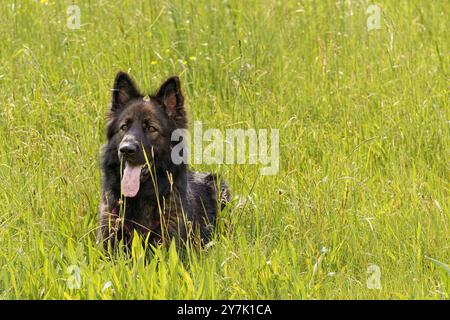 Ein wunderschöner reinrassiger schäferhund, der während des Trainings im Gras sitzt und voll konzentriert aussieht Stockfoto