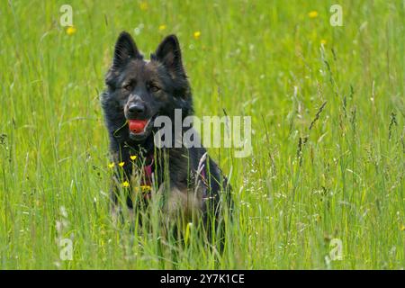 Ein wunderschöner reinrassiger schäferhund mit einem roten Spielzeug im Mund, der während des Trainings im Gras sitzt und voll konzentriert aussieht Stockfoto