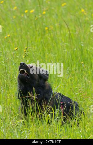 Ein wunderschöner reinrassiger schäferhund bellt, während er während einer Trainingsstunde im Grasland sitzt und voll konzentriert aussieht Stockfoto