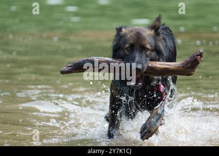 Ein reinrassiger schäferhund, der mit einem riesigen Stock im Mund einen Haufen aufnimmt Stockfoto