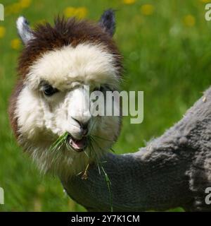 Porträt eines grauen Alpakas (Vicugna pacos) frisch geschoren, Gras fressen Stockfoto