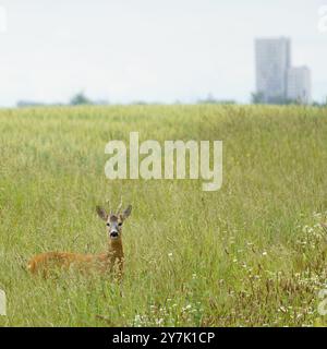 Porträt eines Rehs (Capreolus capreolus), der vor einem Wolkenkratzer in Wien, Österreich, weidet und aufmerksam beobachtet; Tierwelt in der Stadt Stockfoto