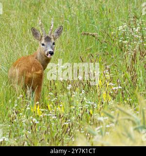 Porträt eines Rehs (Capreolus capreolus), der Blumen weidet und aufmerksam beobachtet Stockfoto