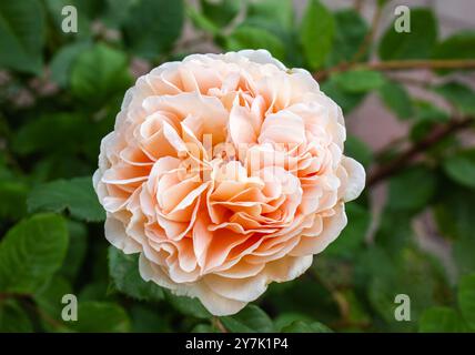 Ein Nahbild einer zarten rosa Rose, die in einem Garten blüht, umgeben von üppig grünen Blättern. Rosafarbene englische Rosenblütenknospe im Garten. Stockfoto