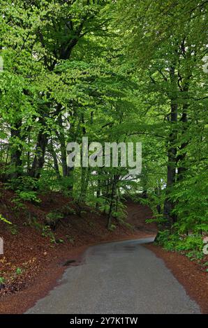 Teil einer wunderschönen Landschaft eines jahrhundertealten Waldes der Frühlingsbuche mit einer Straße im Berg Plana, Bulgarien Stockfoto