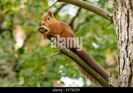 Niedliches, kleines schottisches Eichhörnchen, das auf einem Zweig eines Baumes im Wald ruht Stockfoto