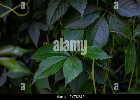 Grüne Hecke von Blättern von wilden Trauben. Natürliche Textur mit hellen Akzenten. Anlagenhintergrund. Wunderschöne Naturtapete. Stockfoto