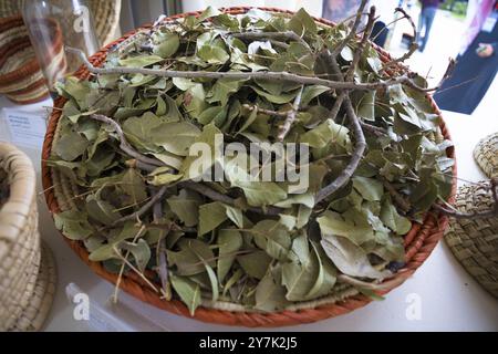 Turin, Italien. 30. September 2024. Pistacia atlantica (Butum-Baum) ist 2024 Terra Madre Salone del Gusto. Stockfoto