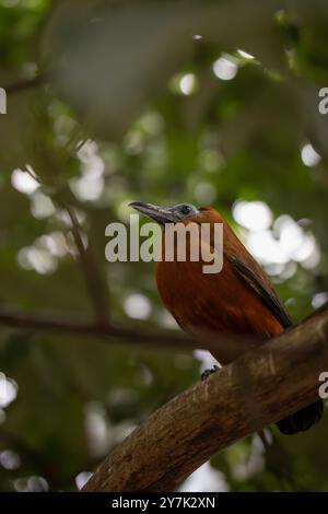 Der Capuchinvogel oder Kalbvogel (Perissocephalus Tricolor) ist ein großer Passerinvogel der Familie Cotingidae. Geringe Tiefe des Feldes von Vogeltieren, Stockfoto