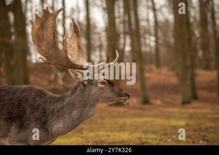 Seitenporträt von gemeinem Damhirsch während der Herbstsaison in Tschechien. Profil von Buck mit Geweih in Europa. Stockfoto