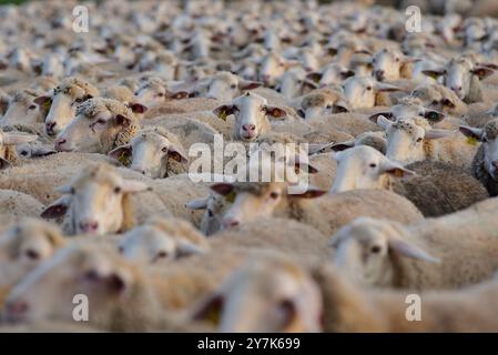 Schafe in Laguna Rodrigo, Provinz Segovia. Stockfoto