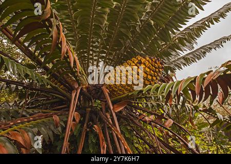 Modjadji Cycad Encephalartos transvenosus 16356 Stockfoto