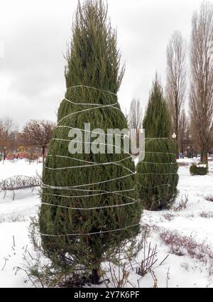 Thuja-Kronen, die mit einem Seil gebunden sind, um sie vor dem Zerfallen mit Schnee zu schützen Stockfoto