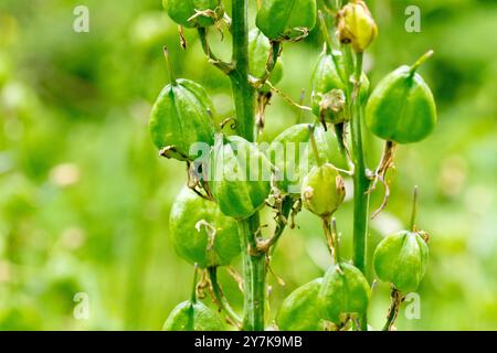 Bluebell oder Wild Hyacinth (Hyacinthoides non-scripta, endymion non-scriptus), Nahaufnahme der Samenkapseln oder Kapseln der gewöhnlichen Frühlingspflanze. Stockfoto