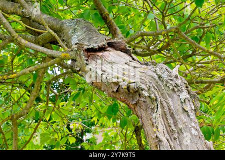 Ein Kirschbaum (prunus avium), der in einem Park wächst, von Vandalen und den vorherrschenden Winden geschädigt und beschädigt wurde, aber noch lebendig und blühend ist. Stockfoto