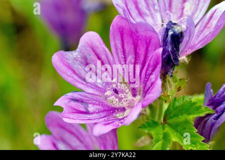 malva sylvestris, Nahaufnahme mit Fokus auf eine einzelne violette Blume der gewöhnlichen Pflanze. Stockfoto