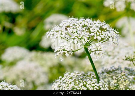 Ground Elder, Bischofskraut oder Goutweed (Aegopodium podagraria), Nahaufnahme des Blütenkopfes der Pflanze in voller Blüte, isoliert vom Hintergrund. Stockfoto