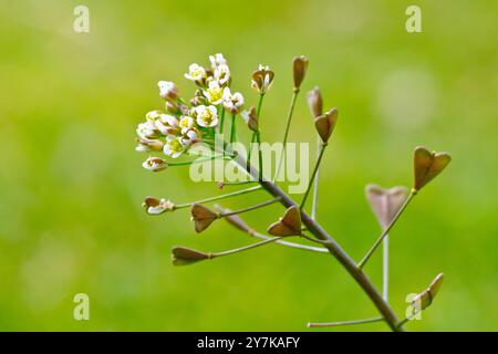 Shepherd's Purse (capella bursa-pastoris), Nahaufnahme mit den winzigen weißen Blüten und herzförmigen Samenkapseln der gemeinsamen Pflanze des Kulturlandes. Stockfoto