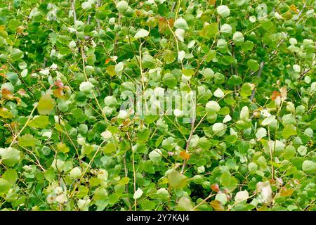 Silberbirke (betula pendula), Nahaufnahme, die die frischen neuen Blätter zeigt, die im Frühsommer auf einer Gruppe kleiner junger Bäume wachsen. Stockfoto