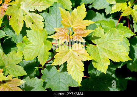 Sycamore (Acer pseudoplatanus), Nahaufnahme der frischen neuen Blätter an den unteren Ästen des Gemeinen Baumes im Frühjahr. Stockfoto