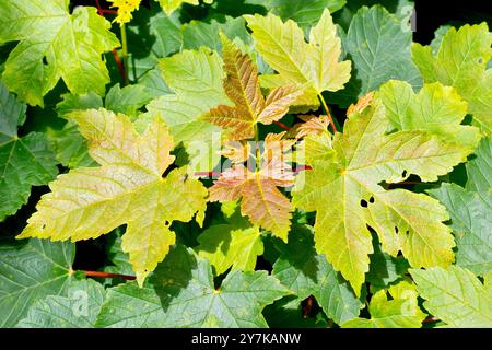 Sycamore (Acer pseudoplatanus), Nahaufnahme der frischen neuen Blätter an den unteren Ästen des Gemeinen Baumes im Frühjahr. Stockfoto