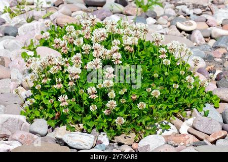 Weißer Klee oder niederländischer Klee (trifolium repens), Nahaufnahme einer großen Gruppe blühender Pflanzen, die zwischen den Kieselsteinen des Ufers wachsen. Stockfoto