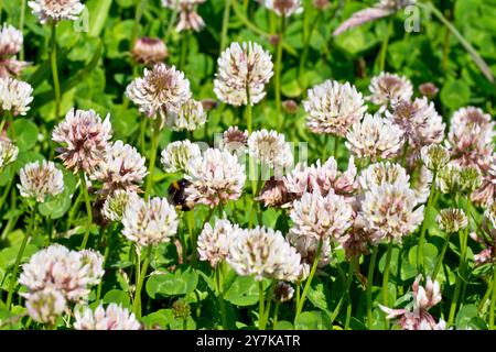 Weißer Klee oder niederländischer Klee (trifolium repens), Nahaufnahme zeigt eine Gruppe der weißen Blüten der gemeinsamen Pflanze von Ackerland und offenen Stellen. Stockfoto