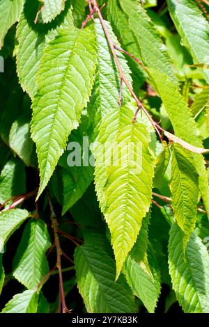 Wildkirsche (prunus avium), Nahaufnahme der frischen neuen Blätter an den unteren Zweigen des Gemeinen Baumes im Frühjahr. Stockfoto