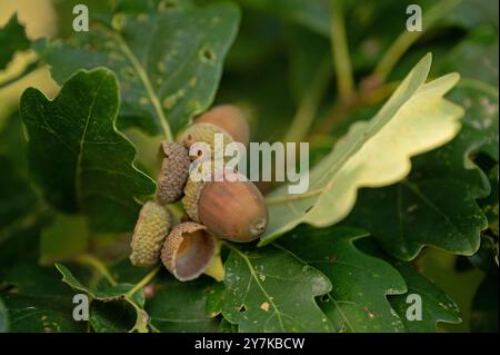 Eicheln auf einer Eiche im Herbst Stockfoto