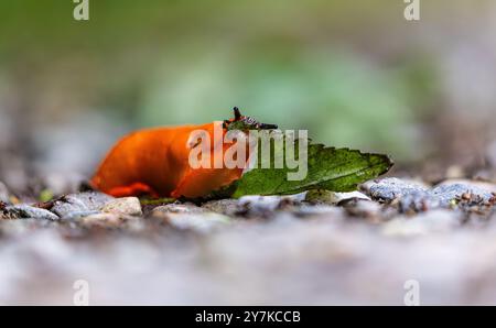 Rafz, Schweiz, 23. Juni 2024: Eine rote Schnecke (Arion rufus) frisst ein Pflanzenblatt. (Foto: Andreas Haas/dieBildmanufaktur) Stockfoto