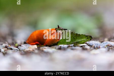 Rafz, Schweiz, 23. Juni 2024: Eine rote Schnecke (Arion rufus) frisst ein Pflanzenblatt. (Foto: Andreas Haas/dieBildmanufaktur) Stockfoto