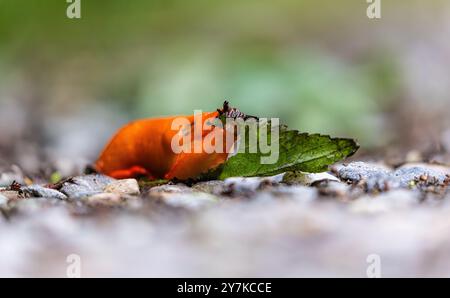 Rafz, Schweiz, 23. Juni 2024: Eine rote Schnecke (Arion rufus) frisst ein Pflanzenblatt. (Foto: Andreas Haas/dieBildmanufaktur) Stockfoto