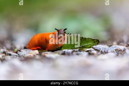 Rafz, Schweiz, 23. Juni 2024: Eine rote Schnecke (Arion rufus) frisst ein Pflanzenblatt. (Foto: Andreas Haas/dieBildmanufaktur) Stockfoto