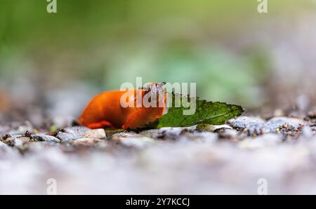 Rafz, Schweiz, 23. Juni 2024: Eine rote Schnecke (Arion rufus) frisst ein Pflanzenblatt. (Foto: Andreas Haas/dieBildmanufaktur) Stockfoto