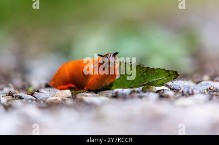 Rafz, Schweiz, 23. Juni 2024: Eine rote Schnecke (Arion rufus) frisst ein Pflanzenblatt. (Foto: Andreas Haas/dieBildmanufaktur) Stockfoto