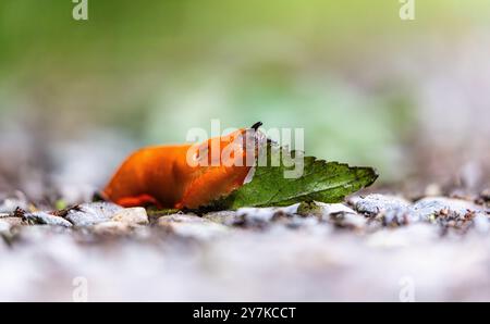 Rafz, Schweiz, 23. Juni 2024: Eine rote Schnecke (Arion rufus) frisst ein Pflanzenblatt. (Foto: Andreas Haas/dieBildmanufaktur) Stockfoto