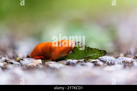 Rafz, Schweiz, 23. Juni 2024: Eine rote Schnecke (Arion rufus) frisst ein Pflanzenblatt. (Foto: Andreas Haas/dieBildmanufaktur) Stockfoto