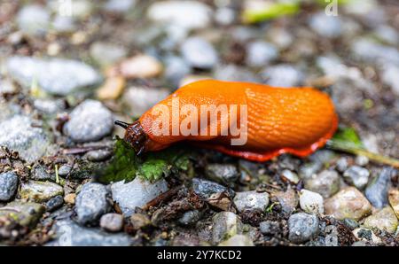 Rafz, Schweiz, 23. Juni 2024: Eine rote Schnecke (Arion rufus) frisst ein Pflanzenblatt. (Foto: Andreas Haas/dieBildmanufaktur) Stockfoto