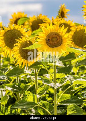 Wil ZH, Schweiz, 21. Juli 2024: Blühende Sonnenblumen stehen in der Sommersonne. (Foto: Andreas Haas/dieBildmanufaktur) Stockfoto