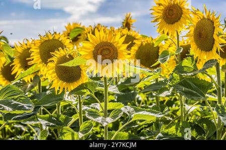 Wil ZH, Schweiz, 21. Juli 2024: Blühende Sonnenblumen stehen in der Sommersonne. (Foto: Andreas Haas/dieBildmanufaktur) Stockfoto