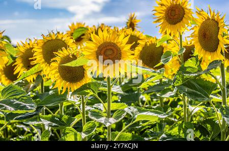 Wil ZH, Schweiz, 21. Juli 2024: Blühende Sonnenblumen stehen in der Sommersonne. (Foto: Andreas Haas/dieBildmanufaktur) Stockfoto