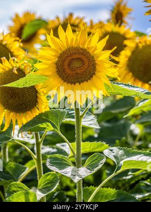 Wil ZH, Schweiz, 21. Juli 2024: Blühende Sonnenblumen stehen in der Sommersonne. (Foto: Andreas Haas/dieBildmanufaktur) Stockfoto