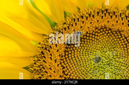 Wil ZH, Schweiz, 21. Juli 2024: Eine Biene am Werk einer Sonnenblume. (Foto: Andreas Haas/dieBildmanufaktur) Stockfoto