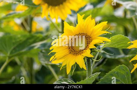 Wil ZH, Schweiz, 21. Juli 2024: Blühende Sonnenblumen stehen in der Sommersonne. (Foto: Andreas Haas/dieBildmanufaktur) Stockfoto