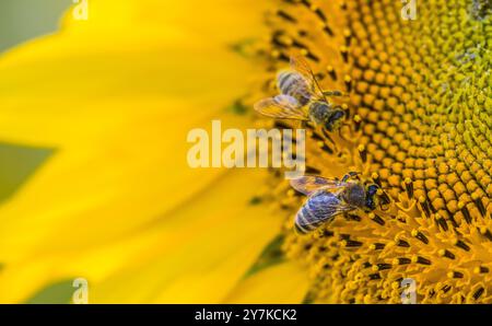 Wil ZH, Schweiz, 21. Juli 2024: Zwei Bienen arbeiten an einer Sonnenblume. (Foto: Andreas Haas/dieBildmanufaktur) Stockfoto