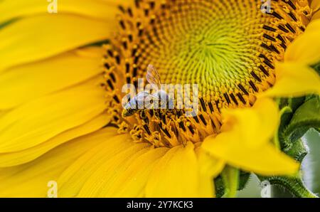 Wil ZH, Schweiz, 21. Juli 2024: Eine Biene am Werk einer Sonnenblume. (Foto: Andreas Haas/dieBildmanufaktur) Stockfoto