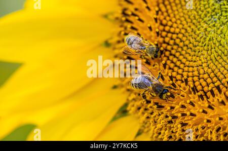 Wil ZH, Schweiz, 21. Juli 2024: Zwei Bienen arbeiten an einer Sonnenblume. (Foto: Andreas Haas/dieBildmanufaktur) Stockfoto